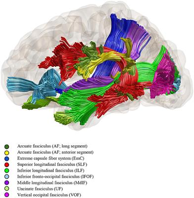 Roles of fMRI and Wada tests in the presurgical evaluation of language functions in temporal lobe epilepsy